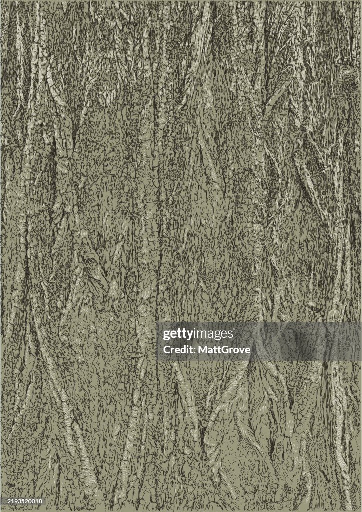 Black Locust Willow Tree Bark