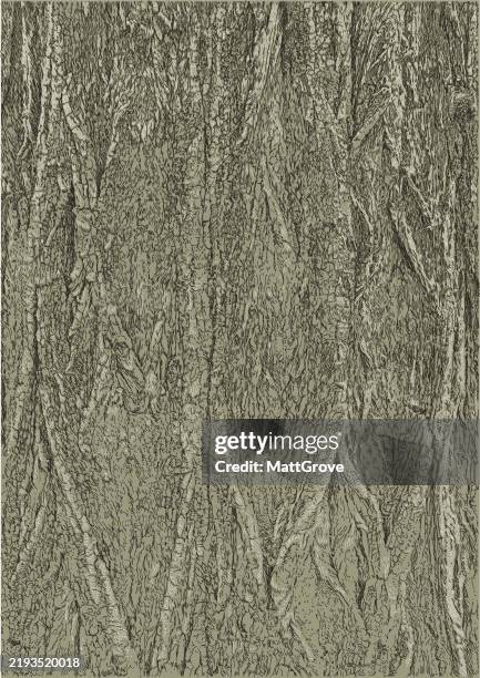 black locust willow tree bark - robinia pseudoacacia stock illustrations