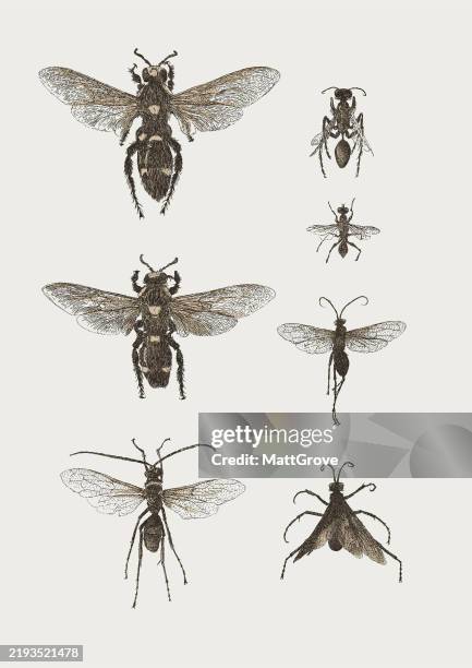 Flying Insects High Hornet Bees Wasps Flying Insects High-Res Vector Graphic - Getty Images