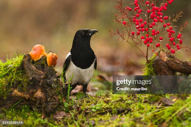 european magpie in autumn - ekster stockfoto's en -beelden
