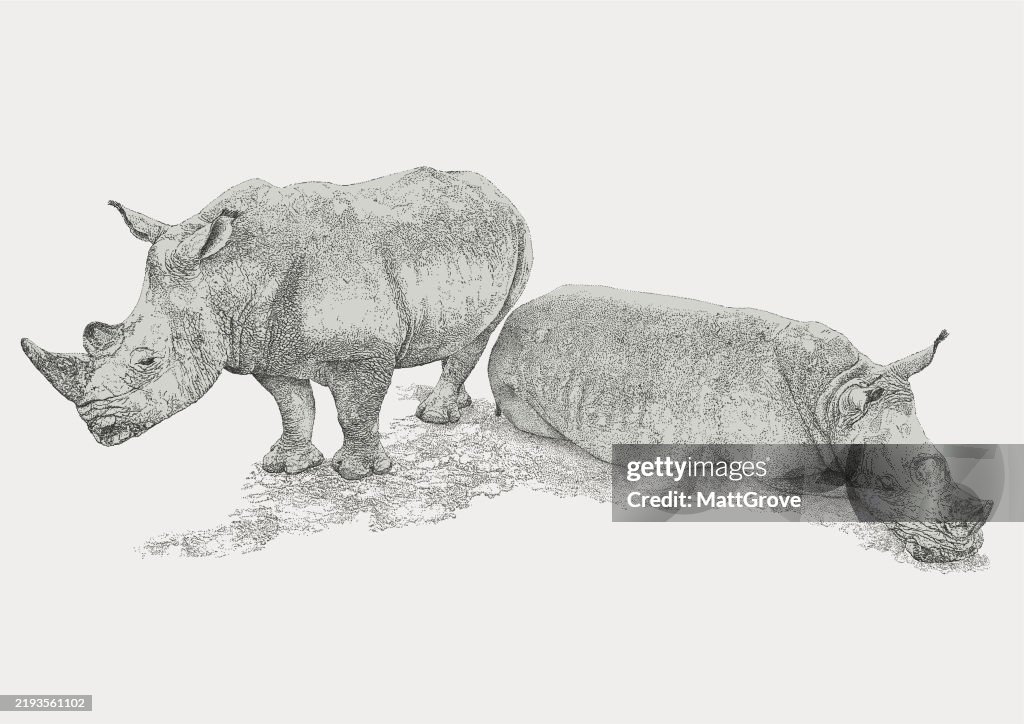 Two Rhinos Relaxing