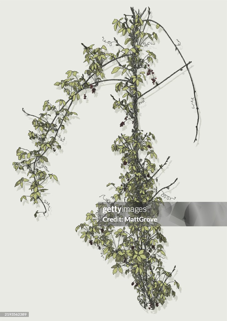 Kedrostis Climbing Plant Vine