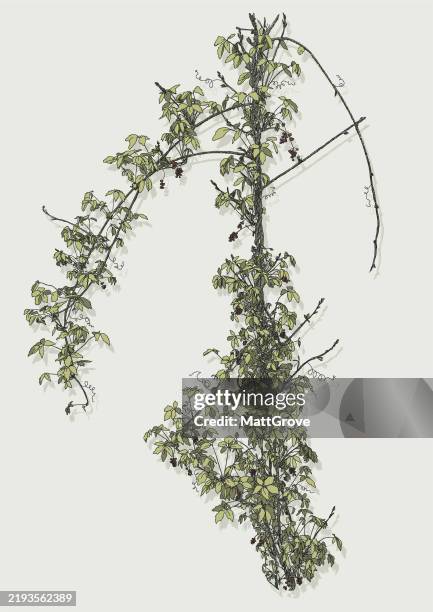 kedrostis climbing plant vine - green ivy stock illustrations