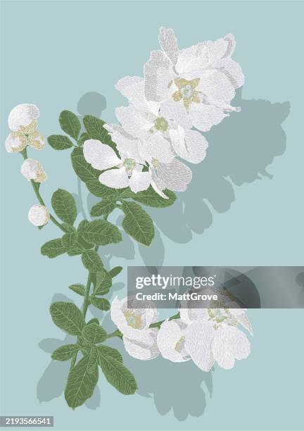 exochorda racemosa burnet rose - burnet rose stock illustrations
