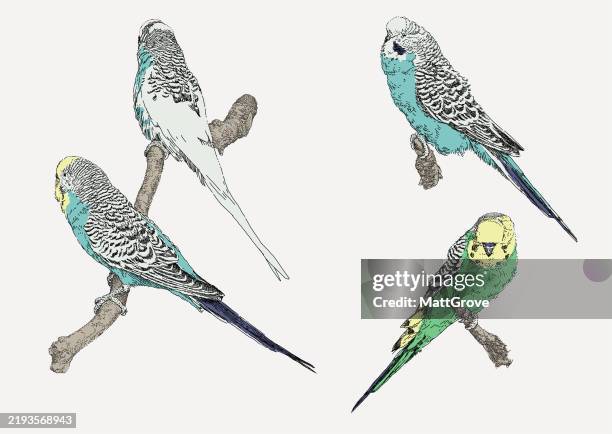 wellensittiche sitzen - wellensittich-sittich stock-grafiken, -clipart, -cartoons und -symbole