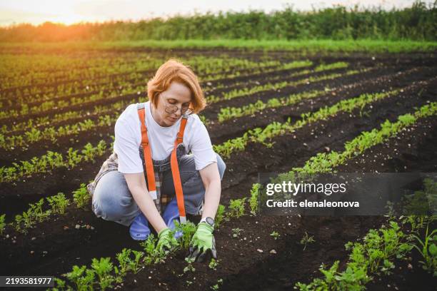 woman farmer checking vegetable field progress - sapling stock pictures, royalty-free photos & images