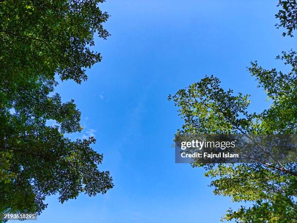treetops against blue sky seen from a low angle with copy space - treetop stock pictures, royalty-free photos & images