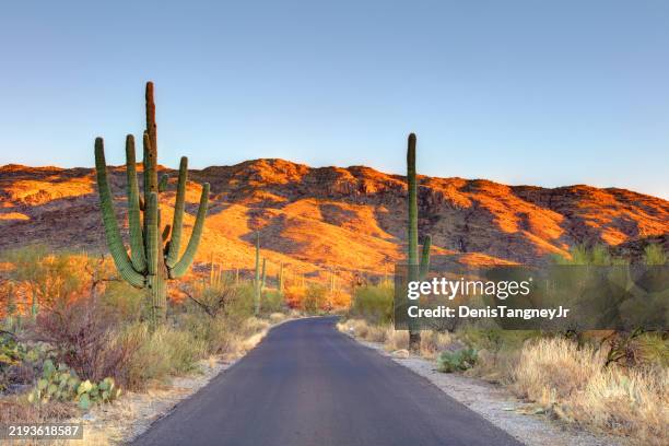 scenic road in saguaro national park - monumento nacional de saguaro fotografías e imágenes de stock
