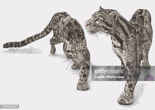 formosan clouded leopard ocelot - clouded leopard stock illustrations