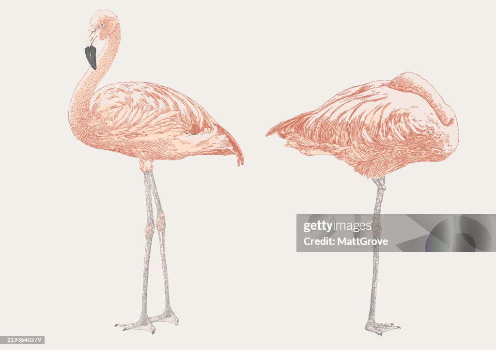Flamingo standing snoozing