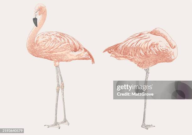 flamingo standing snoozing - greater flamingo stock illustrations