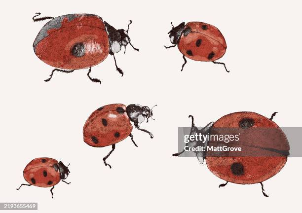 ladybirds ladybugs insects - ladybug stock illustrations