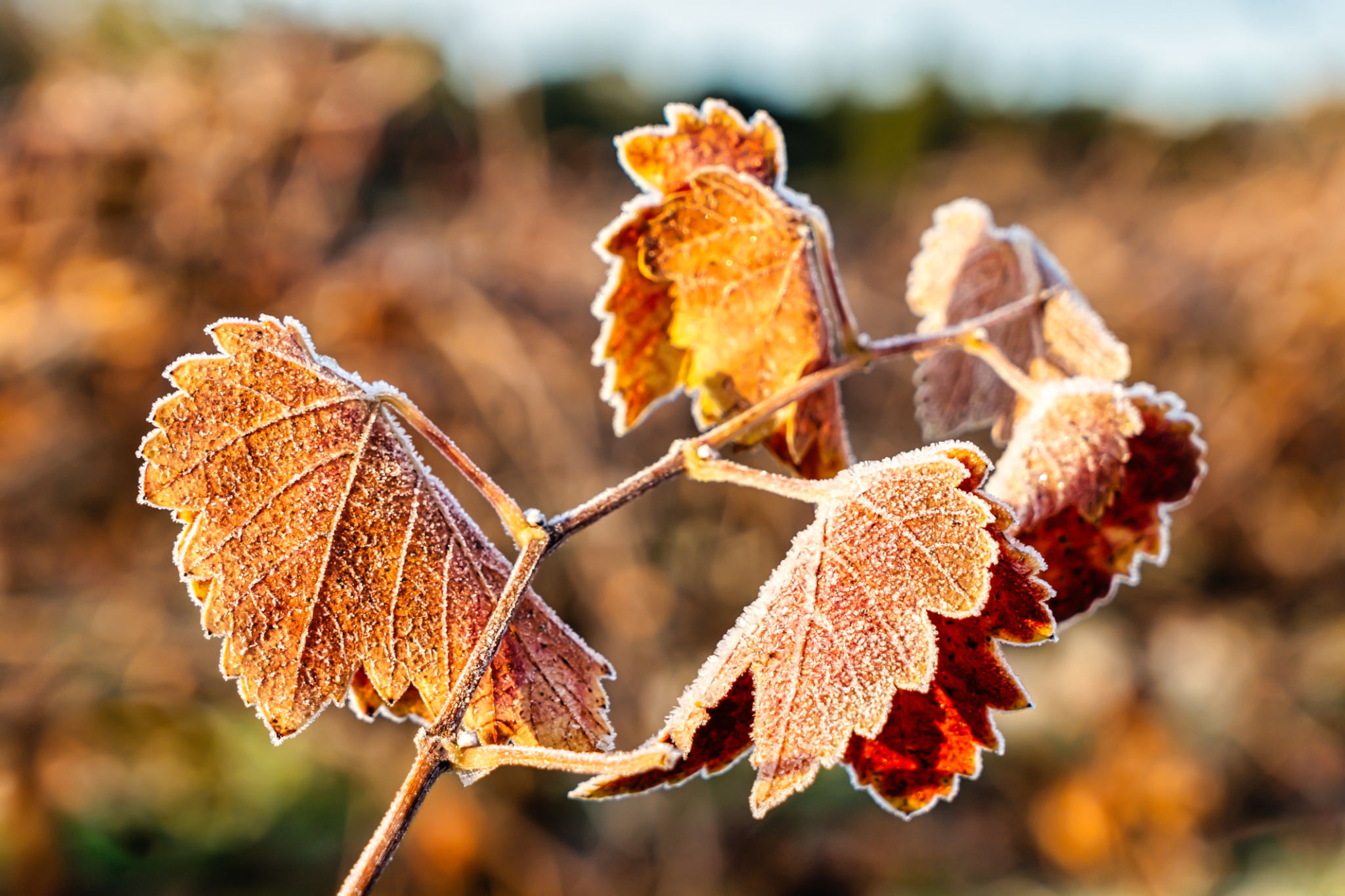barossa climate