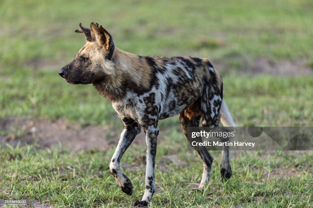 Close-up side view of an African Wild Dog walking