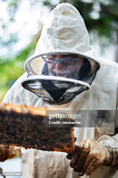 beekeeper inspecting beehive frame with protective gear in a beekeeping environment - beekeeping gear stock pictures, royalty-free photos & images