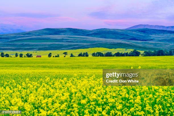 alberta canada countryside - canola stock pictures, royalty-free photos & images