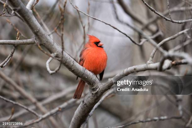 Male northern cardinal sits on a branch at Colonel Samuel Smith Park during winter in Toronto, Ontario, Canada on December 19, 2024.