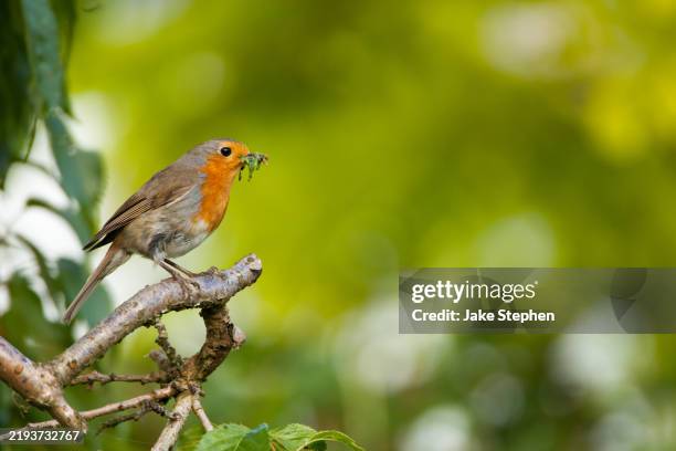 robin on perch with food in bill - british garden birds stock pictures, royalty-free photos & images