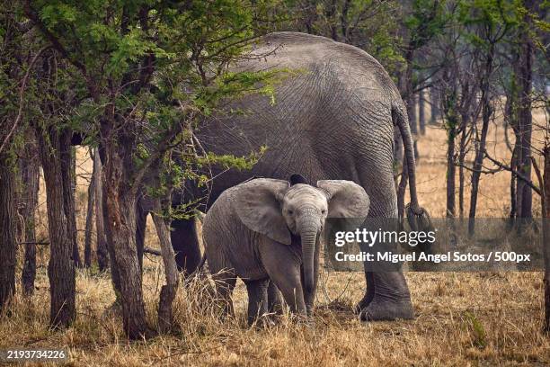 side view of an african elephant,serengeti,tanzania - serengeti nationalpark stock-fotos und bilder