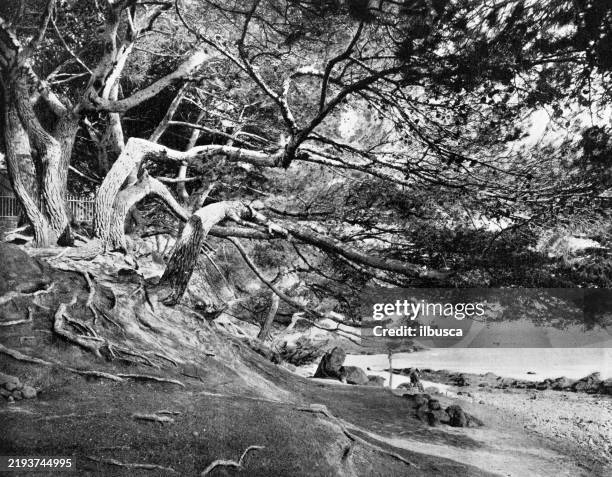 hyères - french maritime pine extract stock illustrations