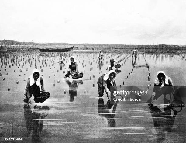 austernernte, arcachon - arcachon stock-grafiken, -clipart, -cartoons und -symbole