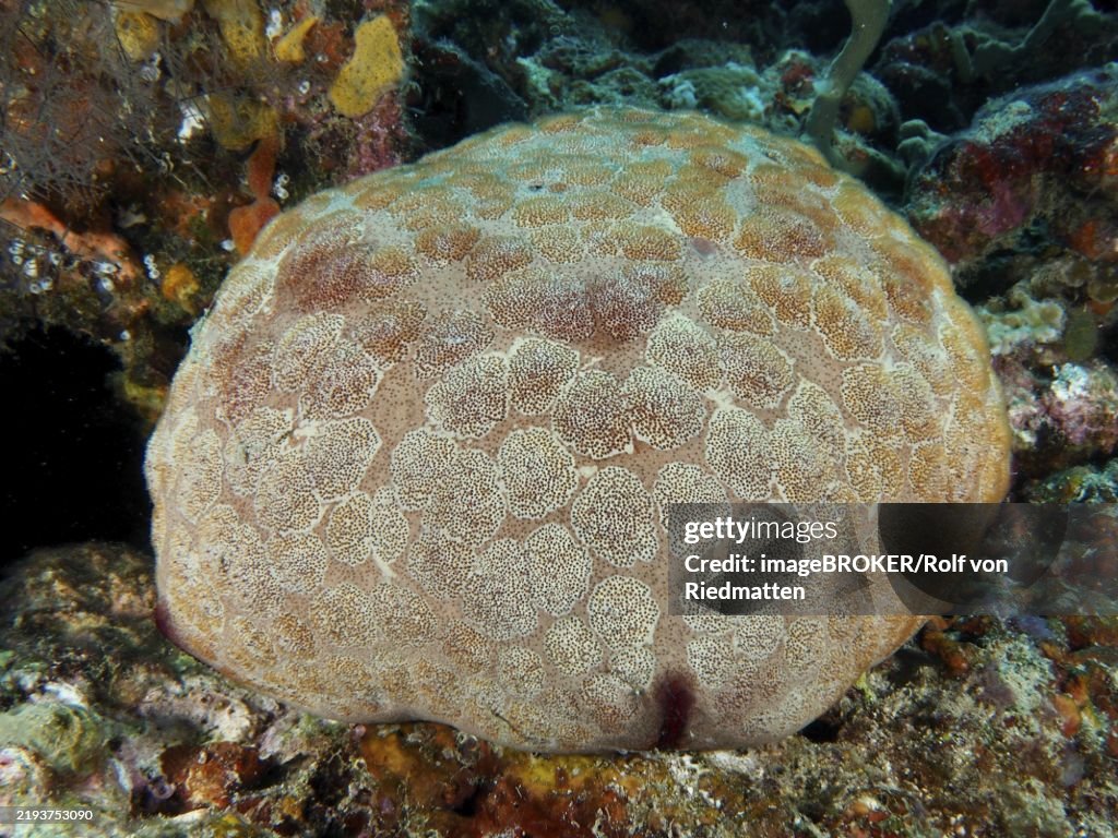 Large cushion starfish (Culcita novaeguineae) with detailed pattern on a rocky seabed, dive site Close Encounters, Permuteran, Bali, Indonesia, Asia