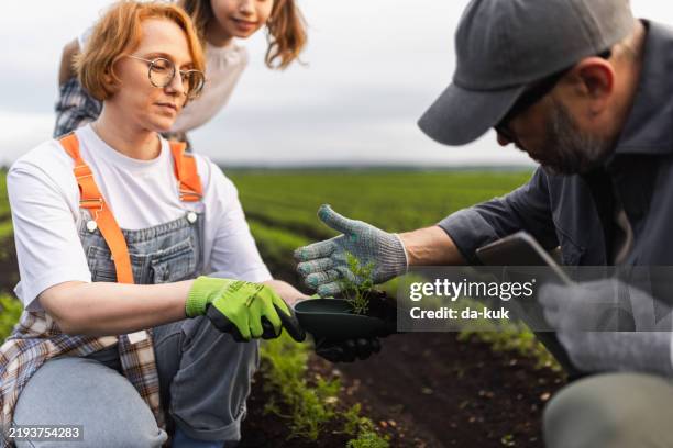 gemeinsames gärtnern mit der familie auf einem feld mit jungen setzlingen - gartenhandschuh stock-fotos und bilder