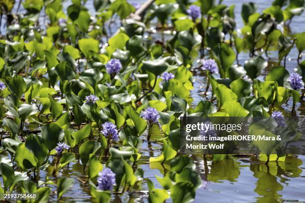 common water hyacinth (pontederia crassipes), flowers in the water, tortuguero national park, costa rica, central america - pontederia stock pictures, royalty-free photos & images