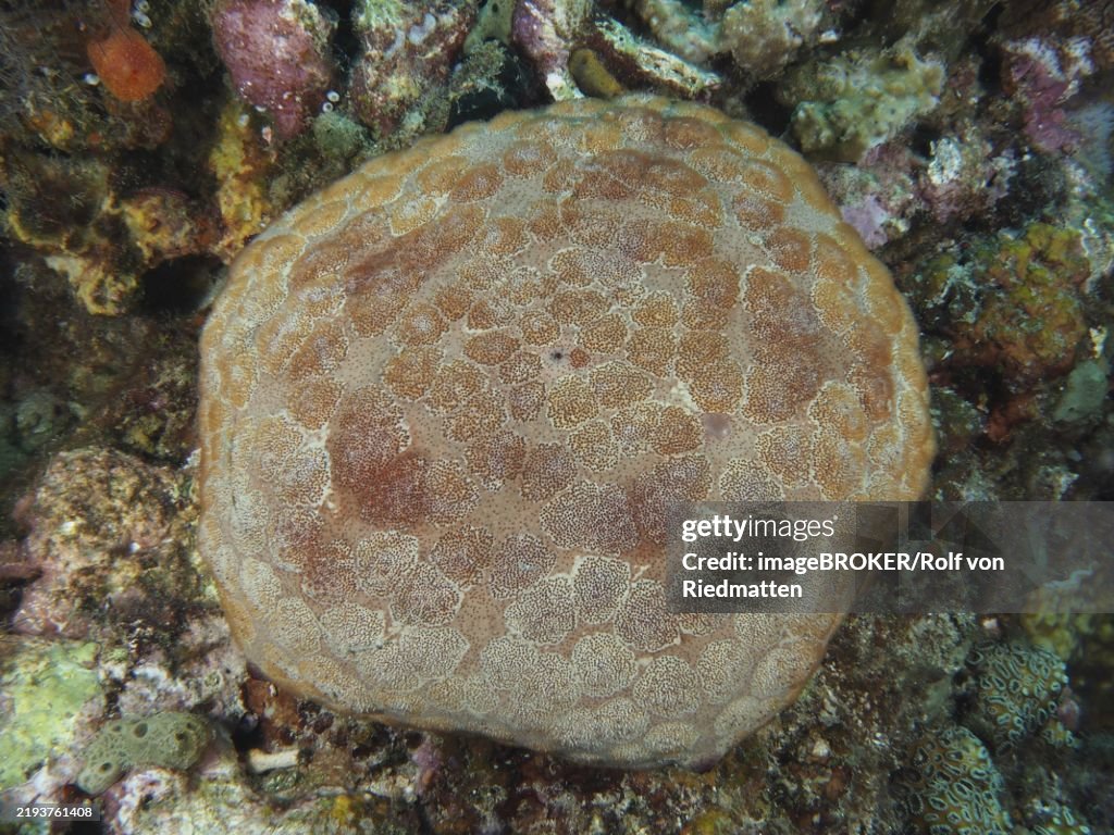 Large cushion starfish (Culcita novaeguineae) with detailed pattern on seabed, dive site Close Encounters, Permuteran, Bali, Indonesia, Asia