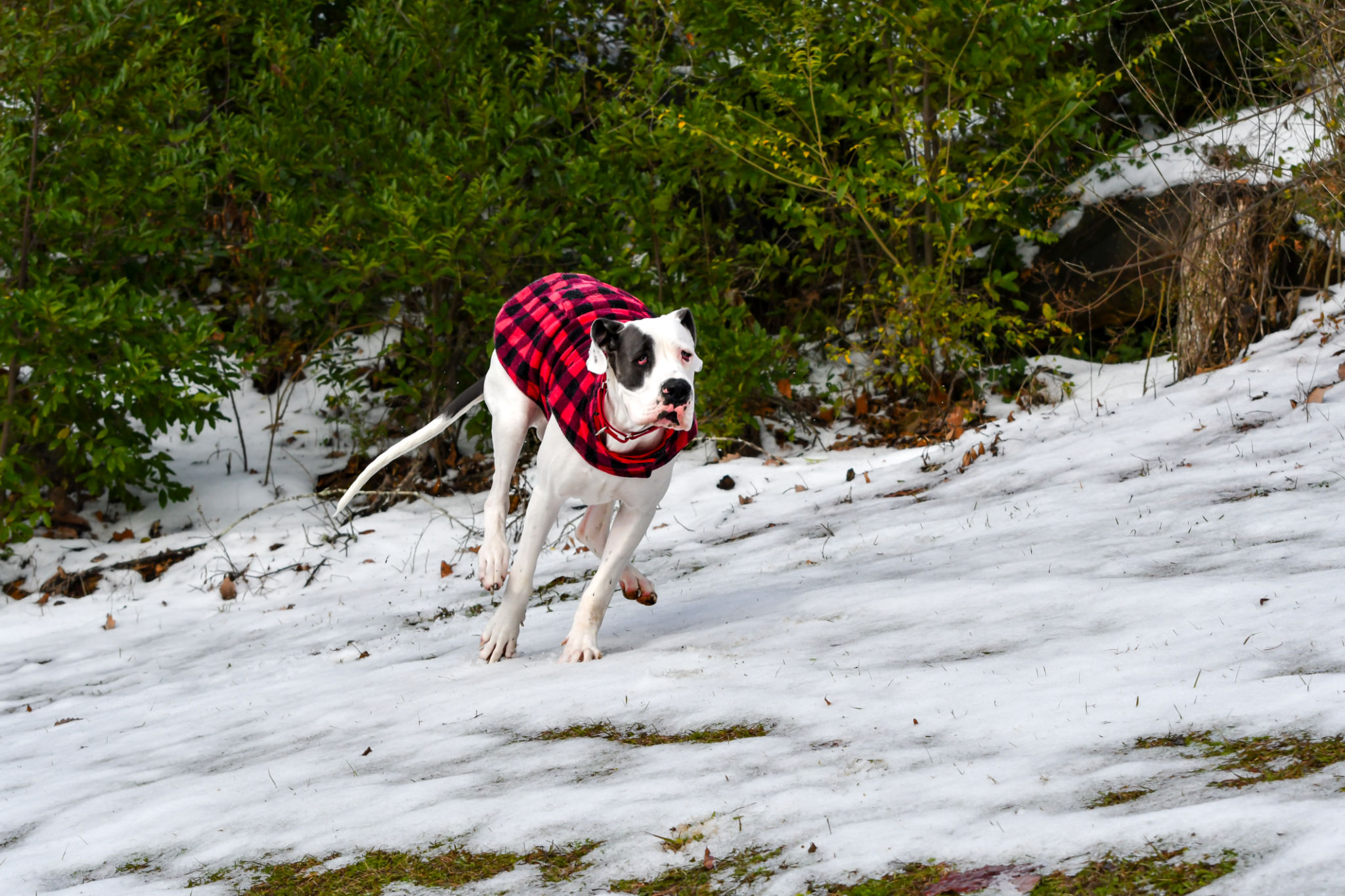 dog weather