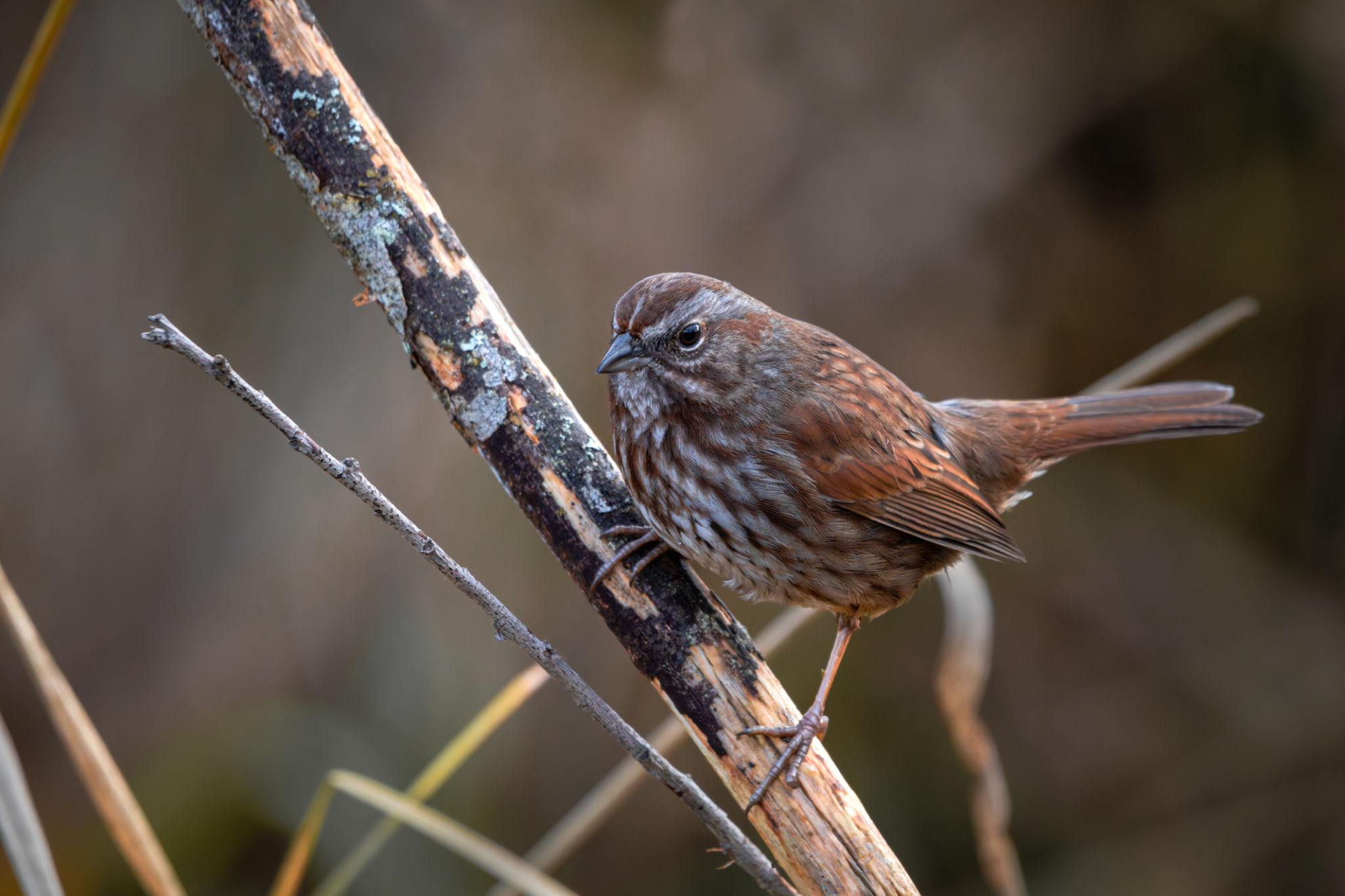 small wildlife