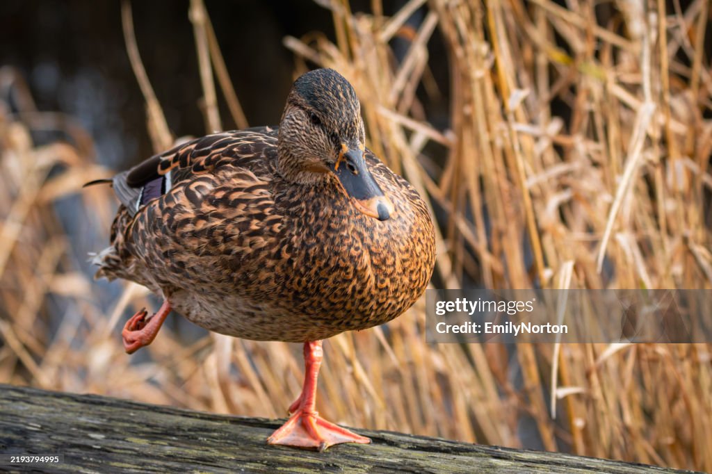Weibliche Mallard Duck