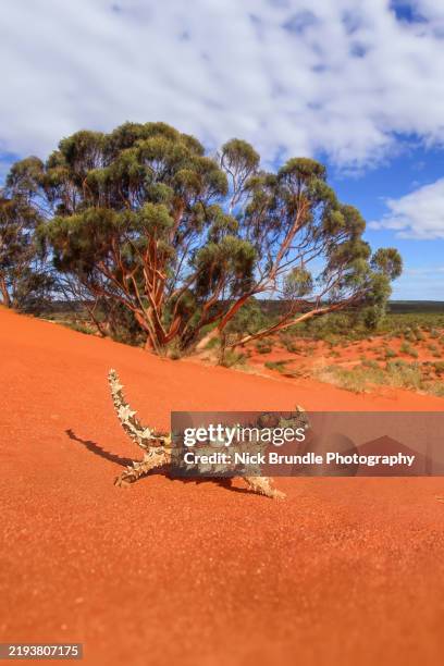 thorny devil lizard, australia - diabo espinhoso imagens e fotografias de stock