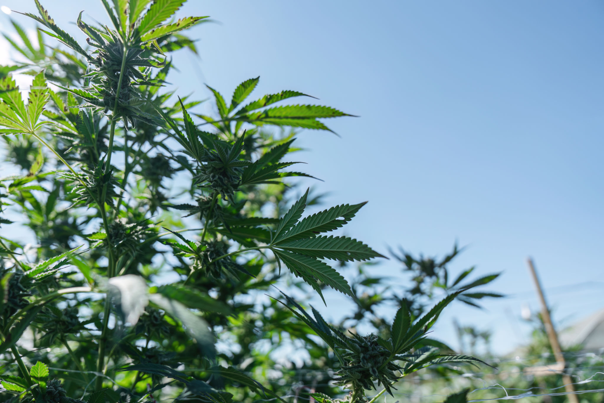 cannabis myths