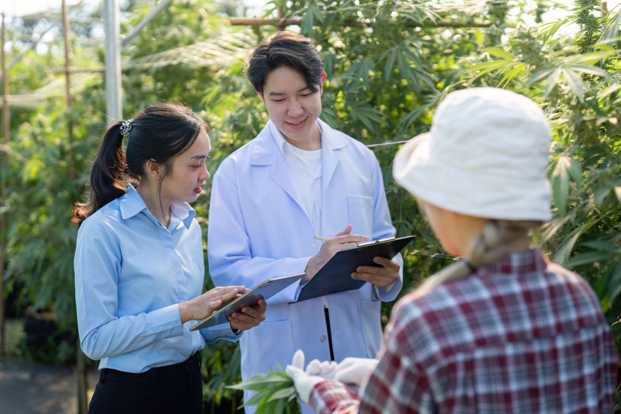 future prospects cannabis research