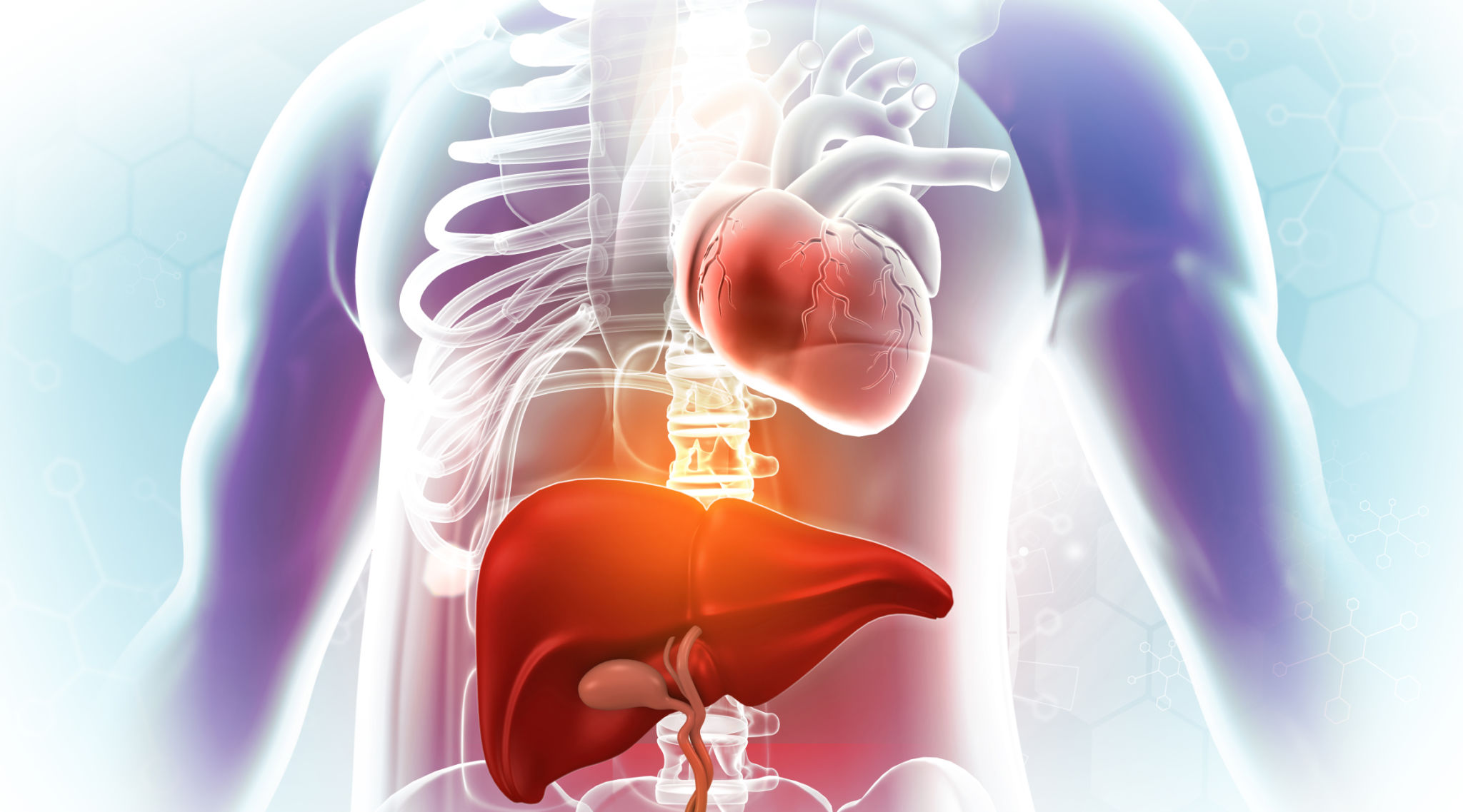 Human body anatomy liver and heart Human body anatomy liver and heart