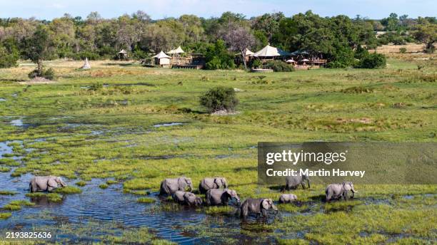 aerial view. herd of elephants in front of an exclusive luxury tented safari lodge, okavango delta, botswana - safari lodge stock pictures, royalty-free photos & images