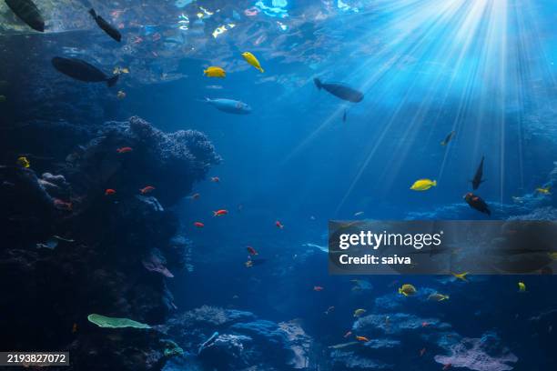 Tropical Scene With Sea Life In The Reef