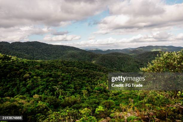 wald in vale do ribeira, são paulo, brasilien - sorocaba stock-fotos und bilder