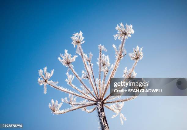 cow parsley in winter - crystallization stock pictures, royalty-free photos & images