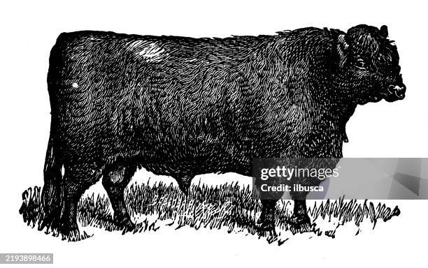 galloway bull - dumfries and galloway stock illustrations