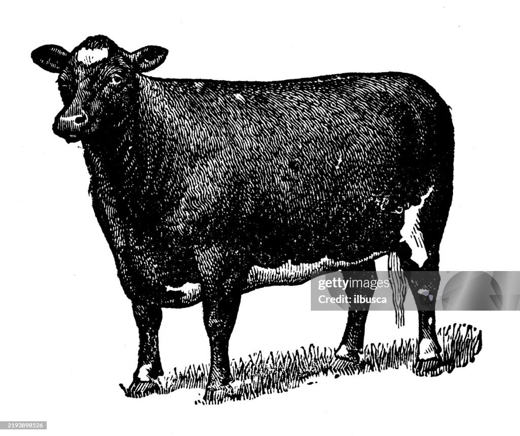 Polled Durham Cow