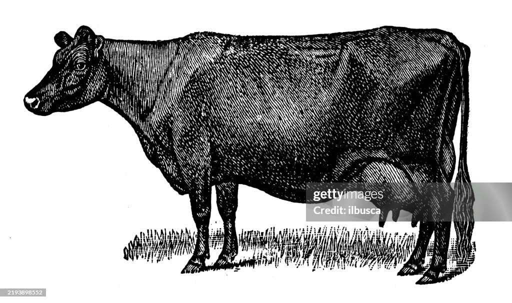 Red Polled Cow