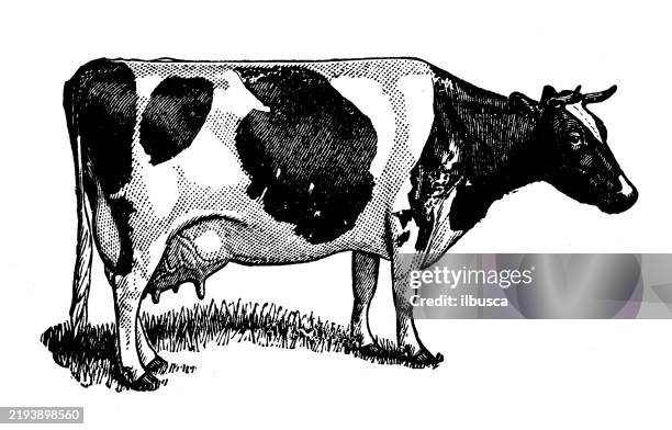 illustrations, cliparts, dessins animés et icônes de vache holstein, vache frisonne - vache frisonne