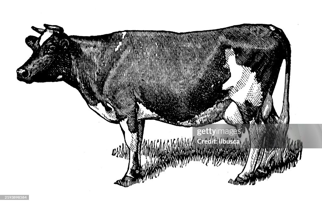 Jersey Cow