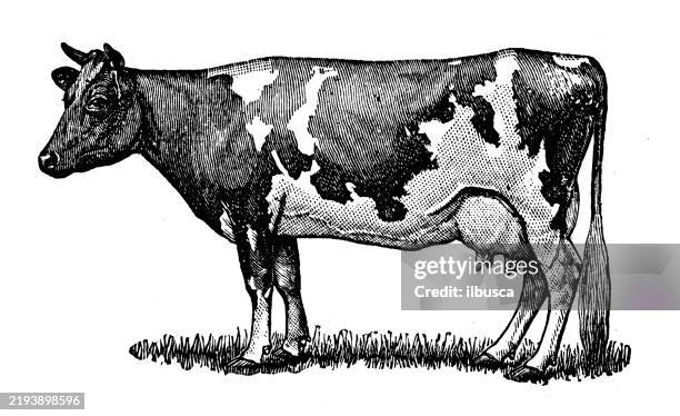 guernsey cow - dairy cattle stock illustrations