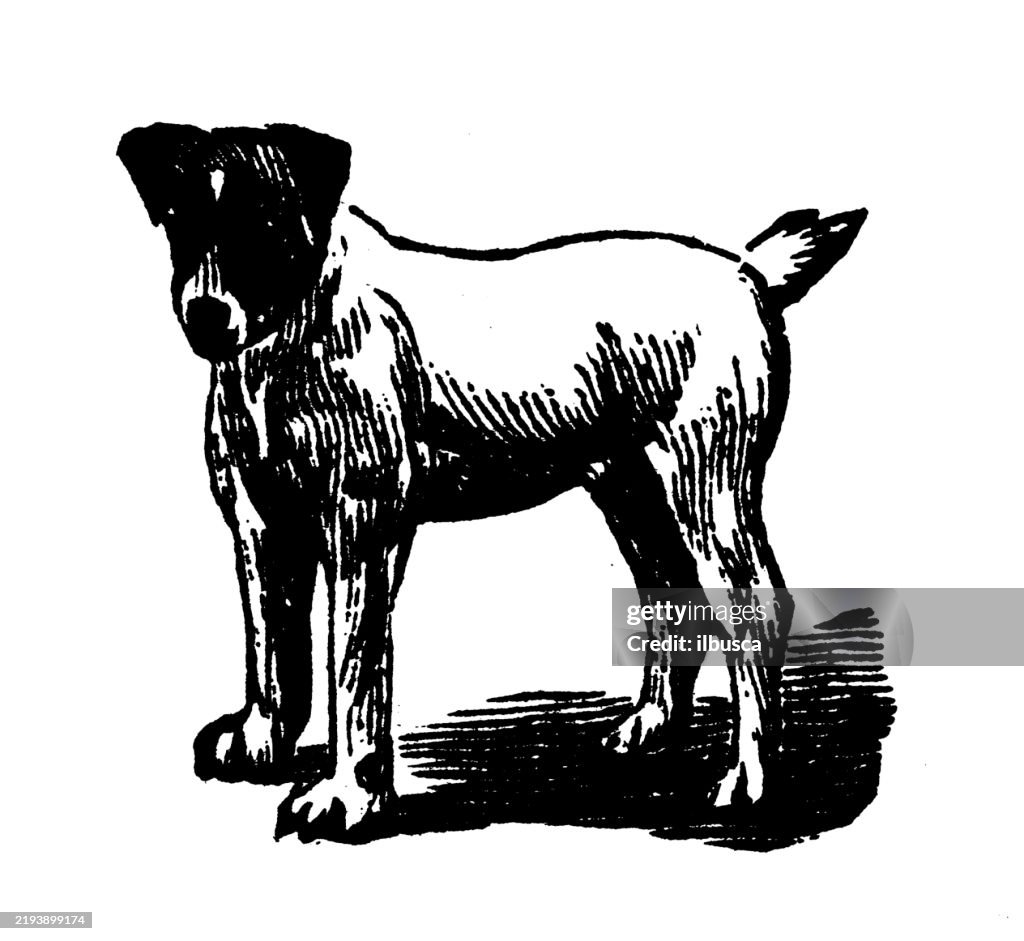 Fox Terrier