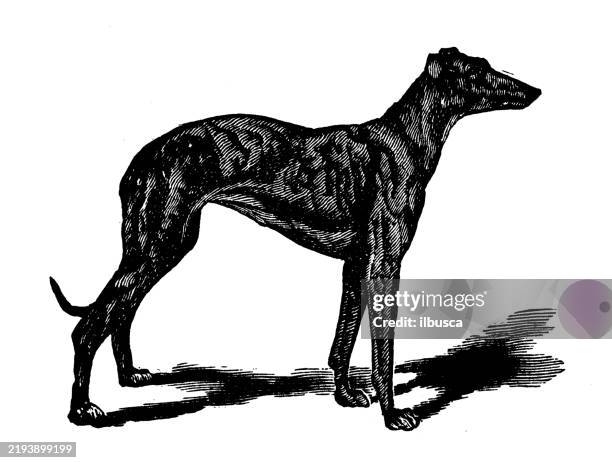 greyhound - greyhound stock illustrations