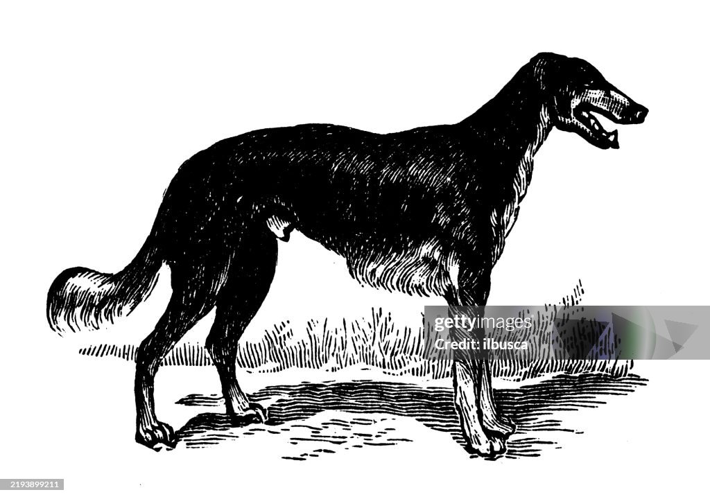 Psovie, Russian wolfhound