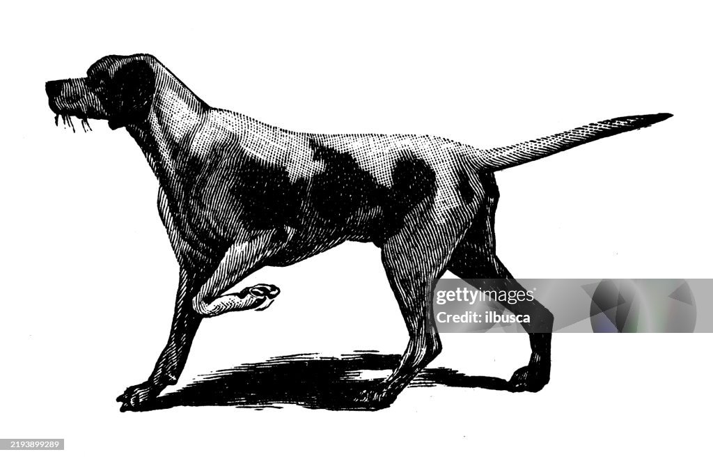 Pointer